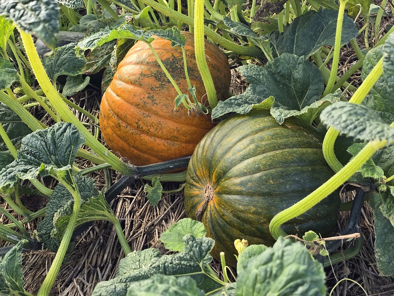 pumpkins